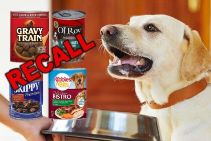 jinx dog food recall