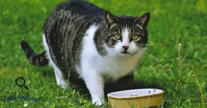 nulo cat food recall